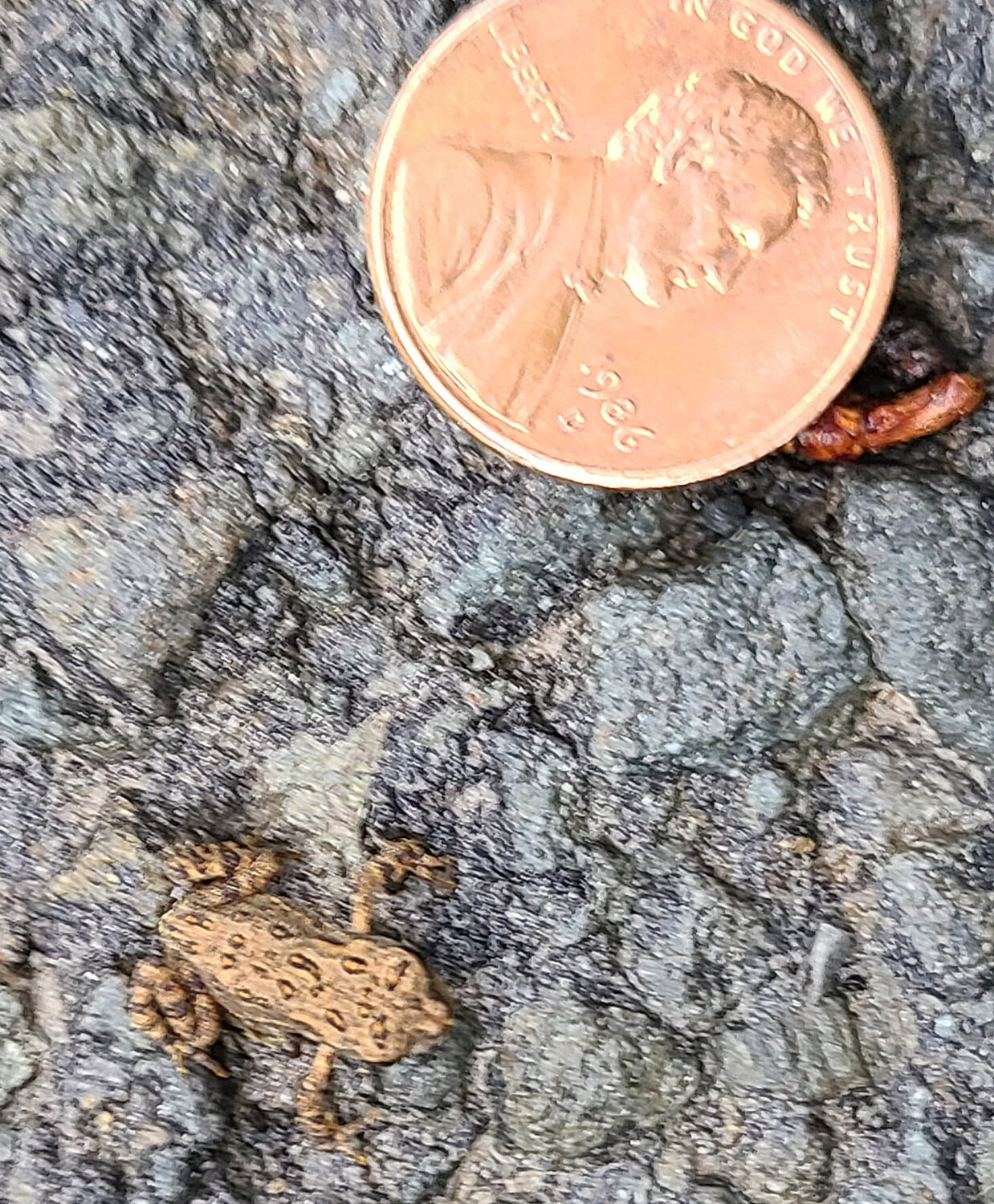 This is one of many toadlets seen in July of last year. A penny is in the frame for scale. The toadlets can sometimes be so numerous, especially near the ponds they emerge from, that it can be hard to avoid stepping on them. American toadlets disperse away from the water, seeking similar habitats as the adults. When it is time for their first breeding season in two to three years, they could trek up to a half-mile to the breeding pond from wherever they are.